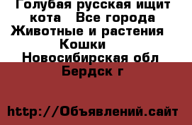 Голубая русская ищит кота - Все города Животные и растения » Кошки   . Новосибирская обл.,Бердск г.